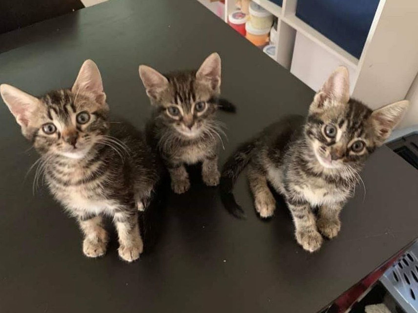 Adopt a Pet | Littlefoot, Petrie and Chomper